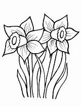 Daffodil Coloring Pages Flower Daffodils Drawing Line Spring Creative Drawings Print Jarní Clipart Cz Flowers Květiny Narcis Printable Color Vytisknutí sketch template