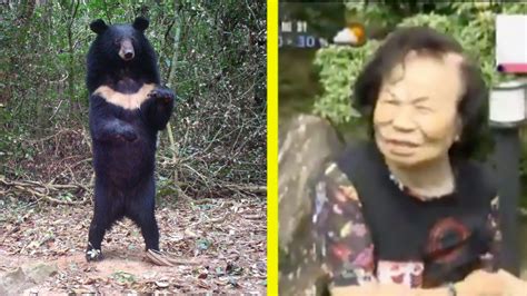 82 year old japanese woman fights off black bear attack country music
