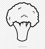 Broccoli Colouring Pngwing sketch template