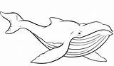 Whale Coloring Pages Blue Outline Drawing Whales Sperm Printable Animals Kids Print Animal Shark Getcolorings Netart Color Sheet Getdrawings Book sketch template
