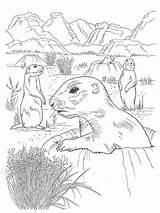 Gopher Printable Coloring4free sketch template