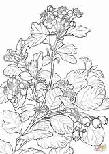 Hawthorn Coloring Pages Drawing Flower Midland Printable Getdrawings Mayflower English Categories sketch template