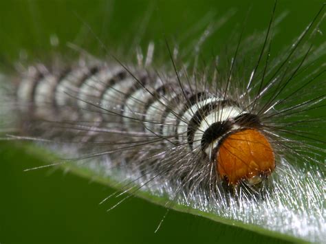 white marked tussock moth caterpillar duskys wonders