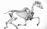 Horse Skeleton Deviantart Drawing Animal Visit Anatomy Drawings sketch template