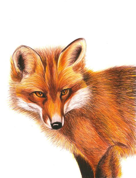 red fox color pencil drawing giclee print   original etsy