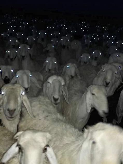 sheep at night look terrifying