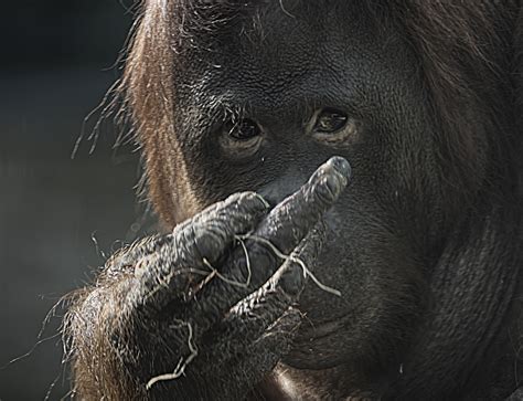 den stinkefinger zeigen foto bild tiere zoo wildpark