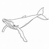 Baleine Coloriage Dessin Imprimer Bosse Colorier sketch template