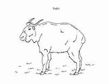 Takin Animal sketch template