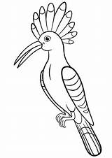 Hoopoe Coloring Pages Cute Beautiful Sits Stock Illustration Vector Depositphotos sketch template
