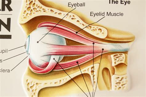 vintage  human body chart eye ear  skin human anatomy cs