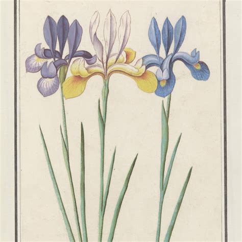 iris iris sibirica anselmus boetius de boodt   rijksmuseum