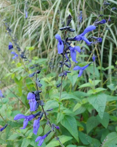 Salvia Guaranitica ‘black And Blue’ James Greenhouses