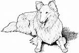 Collie Hund Ausmalbilder Lassie Hunde Coloriage Colorare Malvorlage Malvorlagen Ausmalbild Colorat Ausdrucken Vizsla Retriever Golden Colley Sheets Cani Disegno Cão sketch template