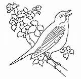 Line Bird Coloring Blossoms Birds Pages Fairy Drawing Drawings Vintage Animals Simple Enlarge Click Thegraphicsfairy Branch Robin sketch template
