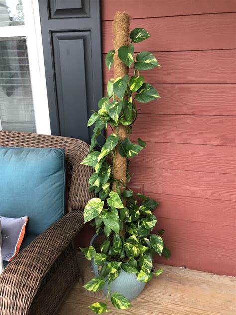 philodendron   moss pole   plants alive