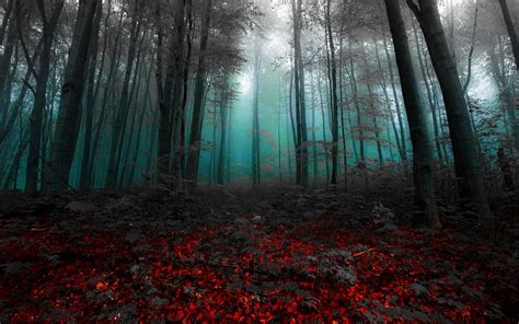 Wallpaper Sunlight Trees Landscape Nature Red Grass Sky Branch