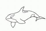 Coloring Whale Orca Pages Printable Killer Drawing Sheet Whales Clipart Color Board Book Comments Library Choose sketch template