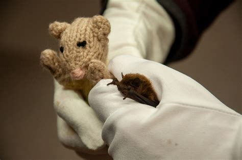 So We Found A Live Bat In Our Archive The Merl