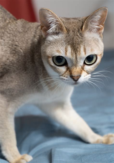 singapura cat breed profile litter robot
