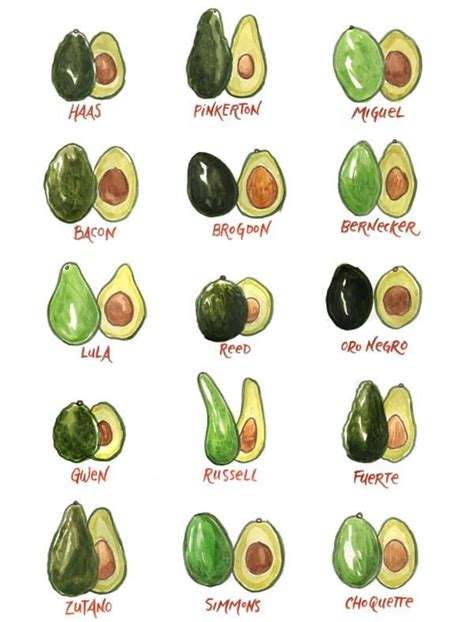 Know Your Avocado Varieties And When They Re In Season Food Republic