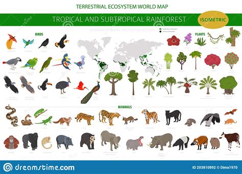 tropical  subtropical rainforest biome natural region infographic amazonian african asian