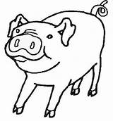 Coloring Pigs Coloringhome sketch template