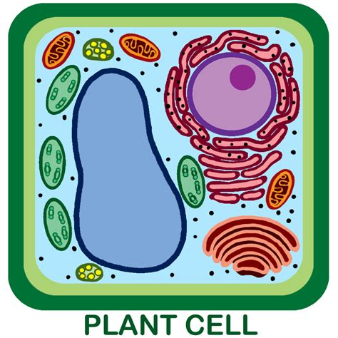 unlabeled plant cell pic  biological science picture directory