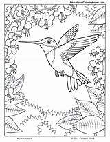 Coloring Pages Hummingbird Flower Nature Animals Colouring Kids Color Printable Animal Bird Hummingbirds Adults Adult Tags Humming Colouringpages Printables Patterns sketch template