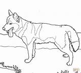 Coloring Husky Pages Siberian Popular Printable Dog sketch template