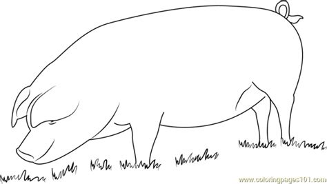 pig coloring pages  kids