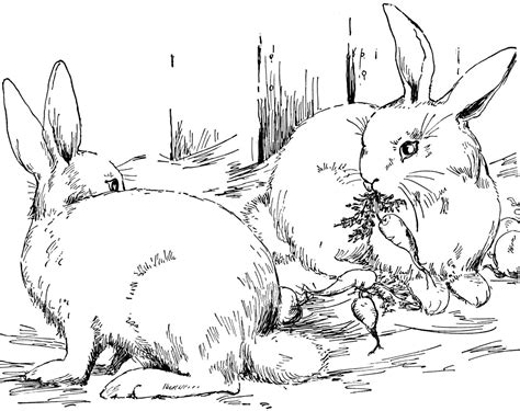 peter cottontail coloring pages clip art library