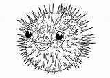 Porcupine Blowfish Threatened sketch template