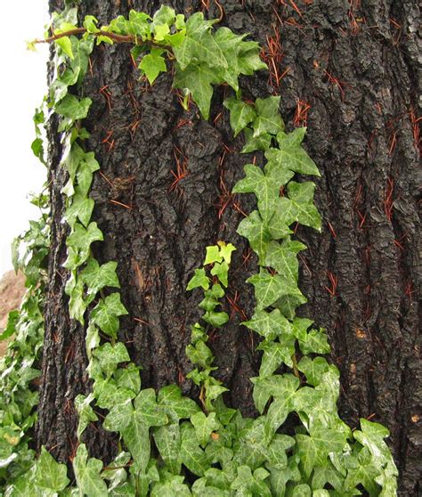 vine   tree  photo  freeimages