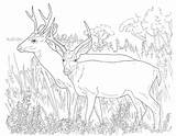 Coloring Deer Mule Pages Color sketch template