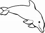 Dolphin Dives sketch template