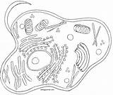 Biologie Cells Ausmalbilder Worksheet Ekologia Getdrawings Labeled sketch template