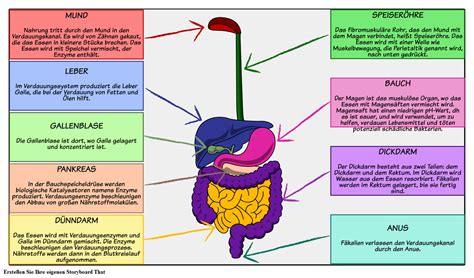 organe im verdauungstrakt diagramm wissenschaftliche unterrichtsplaene