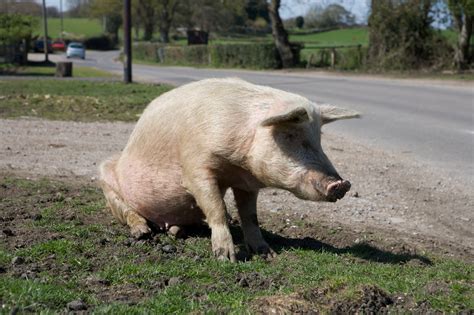 hampshire hog livestockpedia