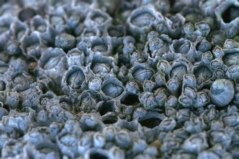 Barnacles Dream Meaning Idre Am Dream Dictionary