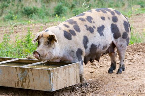 choose pig breeds   farm