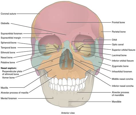 skull diagram labeled google search fairytales pinterest