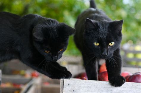 black cats wicked  wonderful cat tales