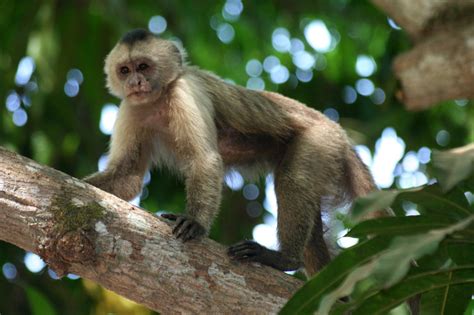 picture monkey primate wildlife jungle tree cute rainforest