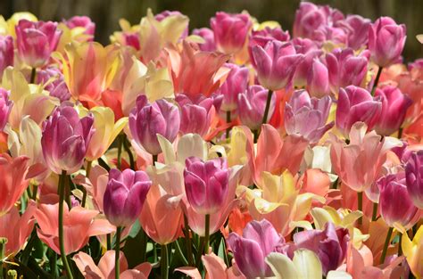 images petal bloom floral tulip bouquet natural holiday blooming garden flora