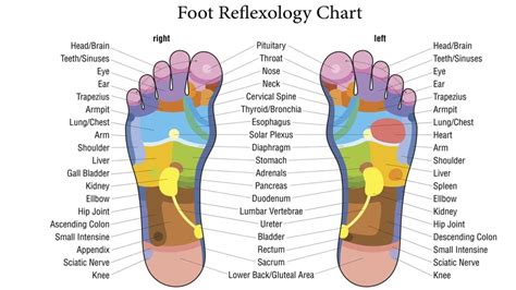 Foot Reflexology What Is Foot Reflexology Reflexology