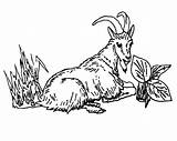 Goat Mountain Drawing Grass Eating Coloring Line Pages Size Getdrawings Colorluna sketch template