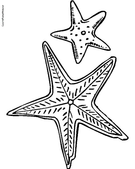 starfish drawing template  getdrawings