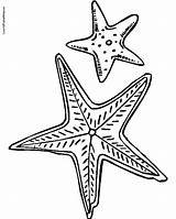 Starfish Template Coloring Drawing Pages Getdrawings sketch template