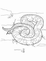 Anaconda Snake Malvorlage Ausmalbilder sketch template